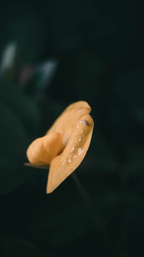 Free Close-up shot of a yellow flower covered in water droplets against a dark background. Stock Photo