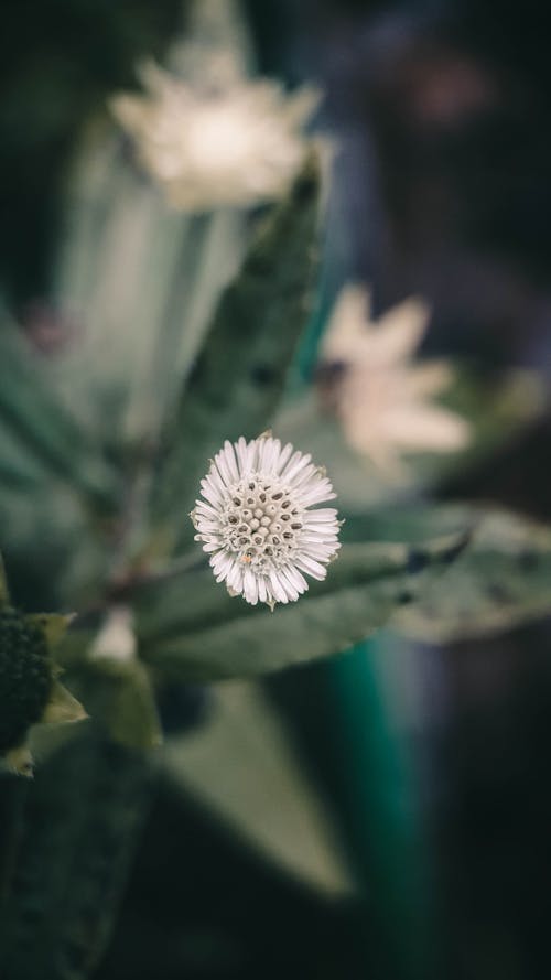 Gratis lagerfoto af blomsterfotografering, blomstrende, blomstrende blomst