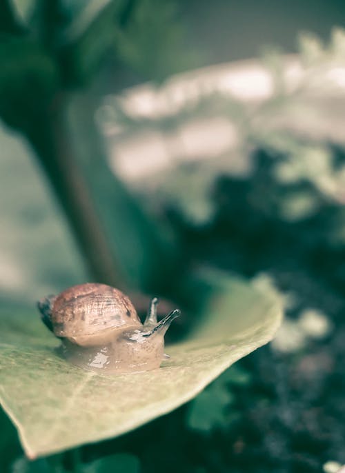 Brown Snail on Green Leaf