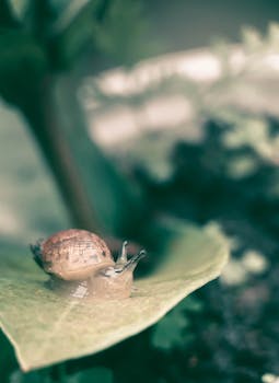 A detailed close-up of a snail crawling on a leaf with a blurred natural background.