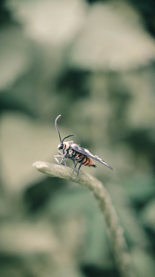 Gratis lagerfoto af amata huebneri, erebidae, hvepsemøl