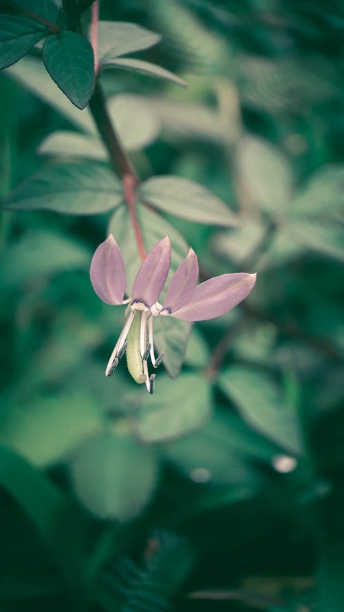 Gratis lagerfoto af blomsterfotografering, blomstrende, blomstrende blomst