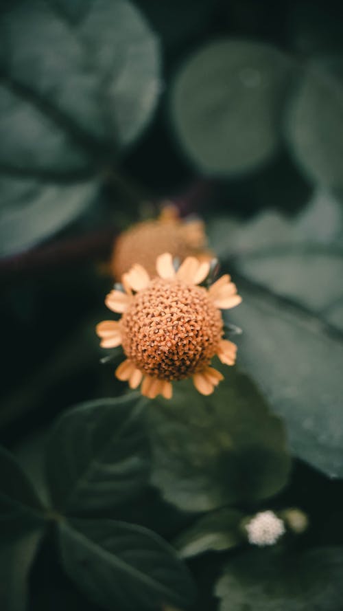 Photos gratuites de beauté, centrale, fleur épanouie