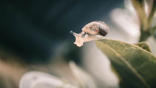 Free Macro photo of a snail with a shell on a leaf, highlighting nature's beauty. Stock Photo