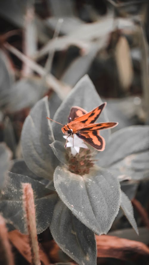 Gratis lagerfoto af appelsin, blad, blomstrende