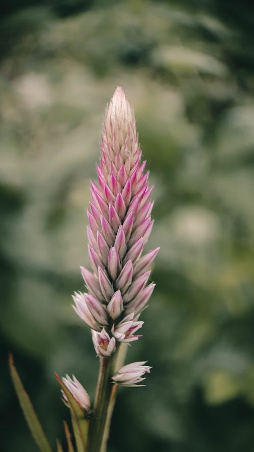 Free Close Up Photo of a Grass Flower Stock Photo