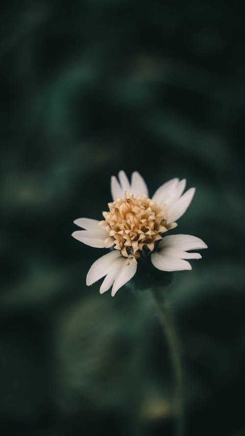 Photos gratuites de astéracées, blanc, fleur