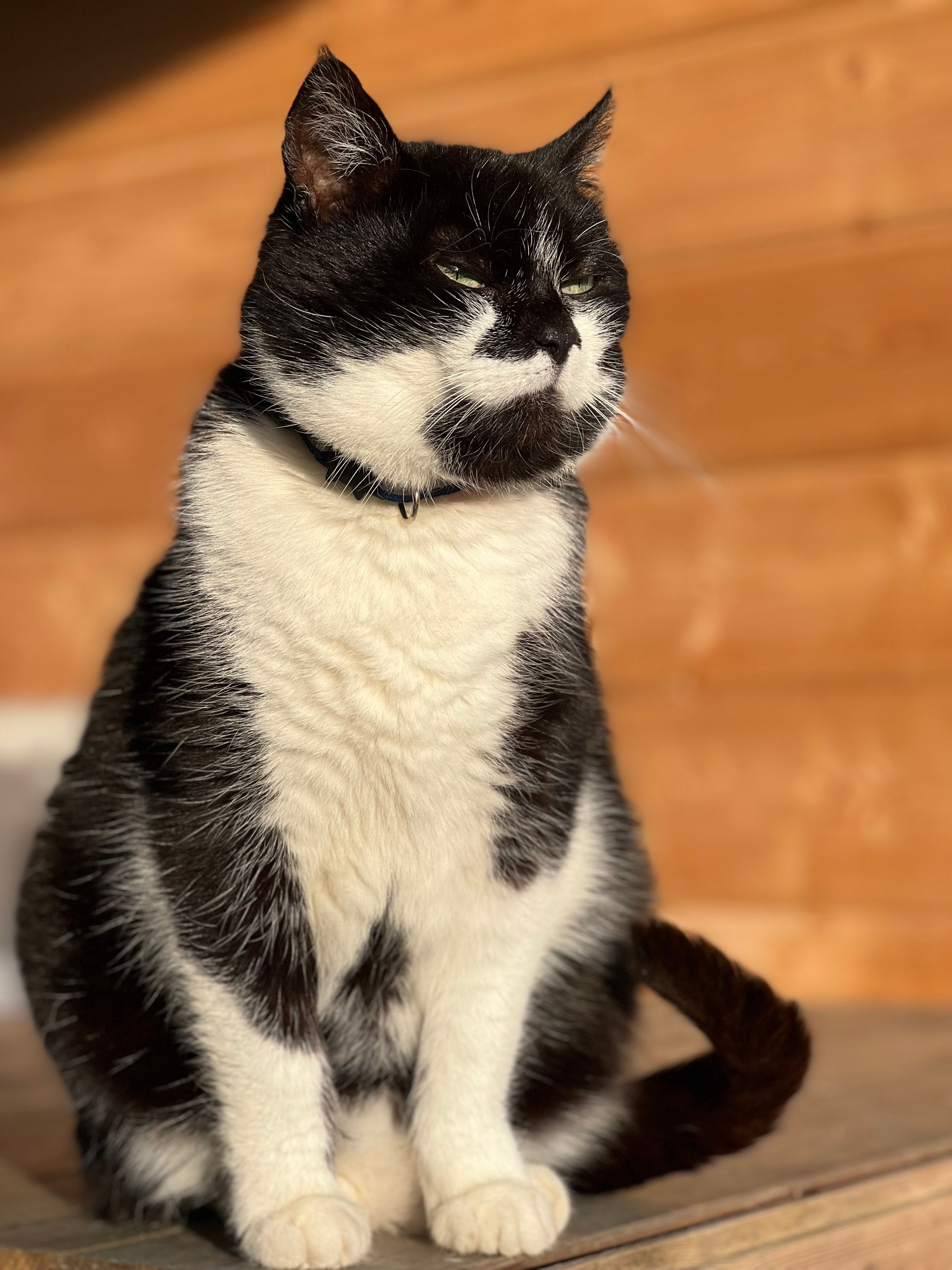 Close-Up Shot of a Calico Cat · Free Stock Photo