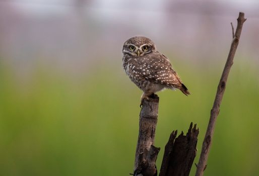 A close-up of a spotted owl perched calmly on a branch in the wild, green blurred background.