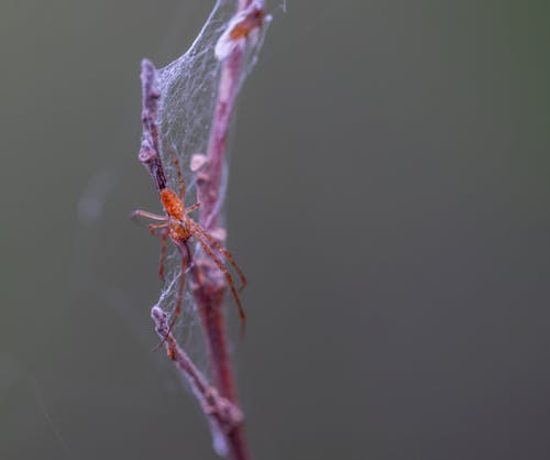 Selective Focus Photography of Brown Spider Perched on Brown Plant Stem