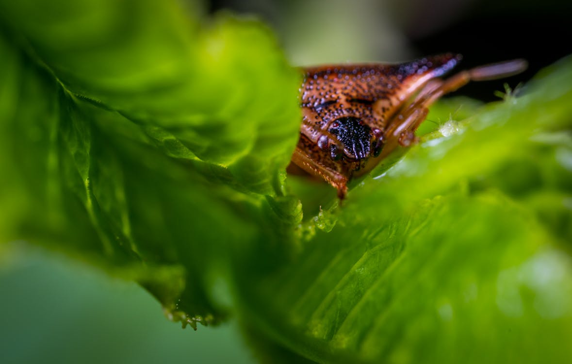 녹색 잎 식물에 갈색 삼각형 머리 거미의 매크로 사진