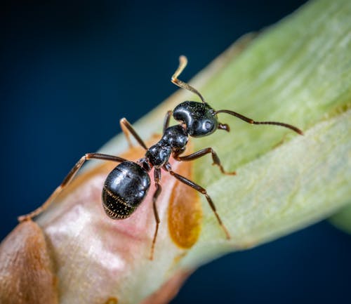녹색 잎에 검은 목수 개미의 매크로 사진