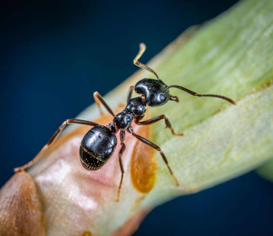 Macro photograph of a black carpenter ant on a leaf