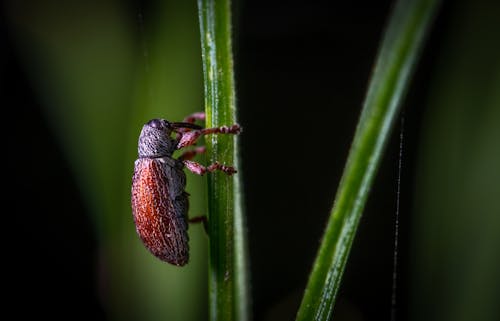 gratis Close Upfotografie Van Red Insect Stockfoto