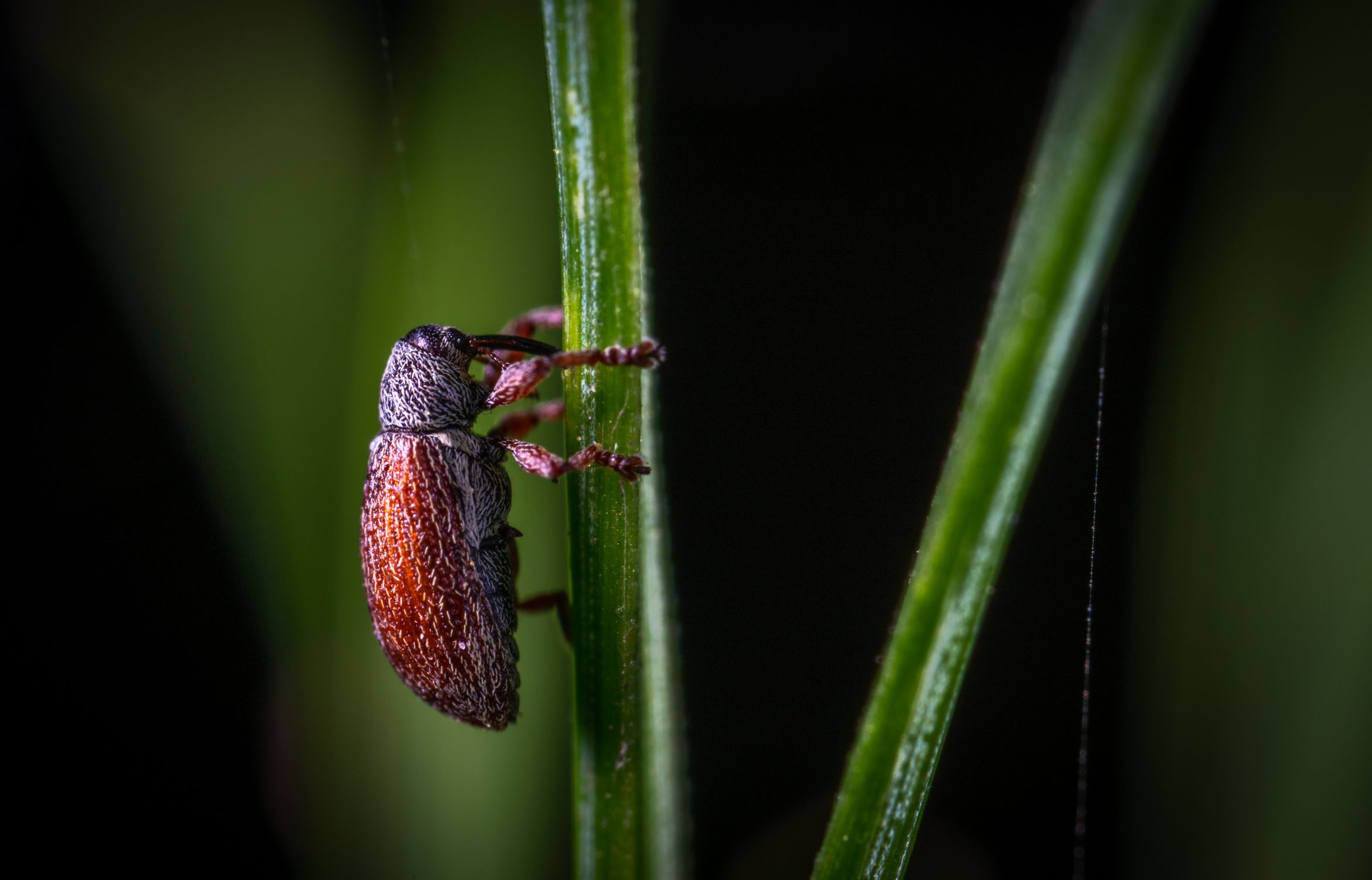 Fotografía De Primer Plano De Insecto Rojo · Fotos de stock gratuitas