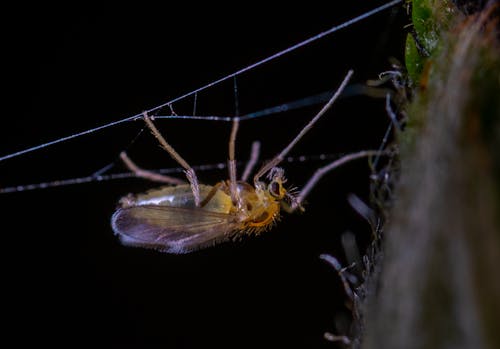 Gratis lagerfoto af edderkop, hvirvelløse, insekt