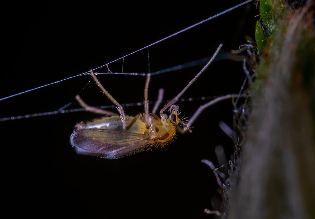 Foto Macro De Inseto Alado Marrom