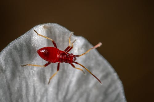 Red Assassin Bug'ın Beyaz Tekstil üzerine Makro Fotoğrafı