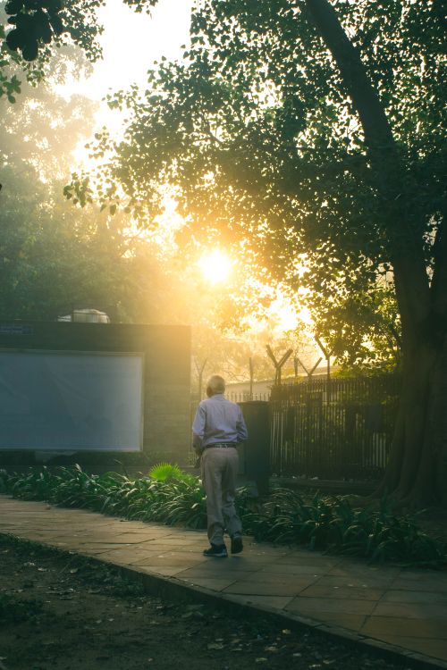 Free An adult man walks on a sunlit sidewalk in Delhi, India, surrounded by lush trees and morning light. Stock Photo