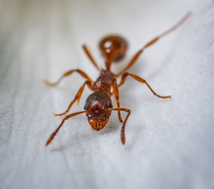 Macro photograph of a red ant, a common household and yard pest in Tucson