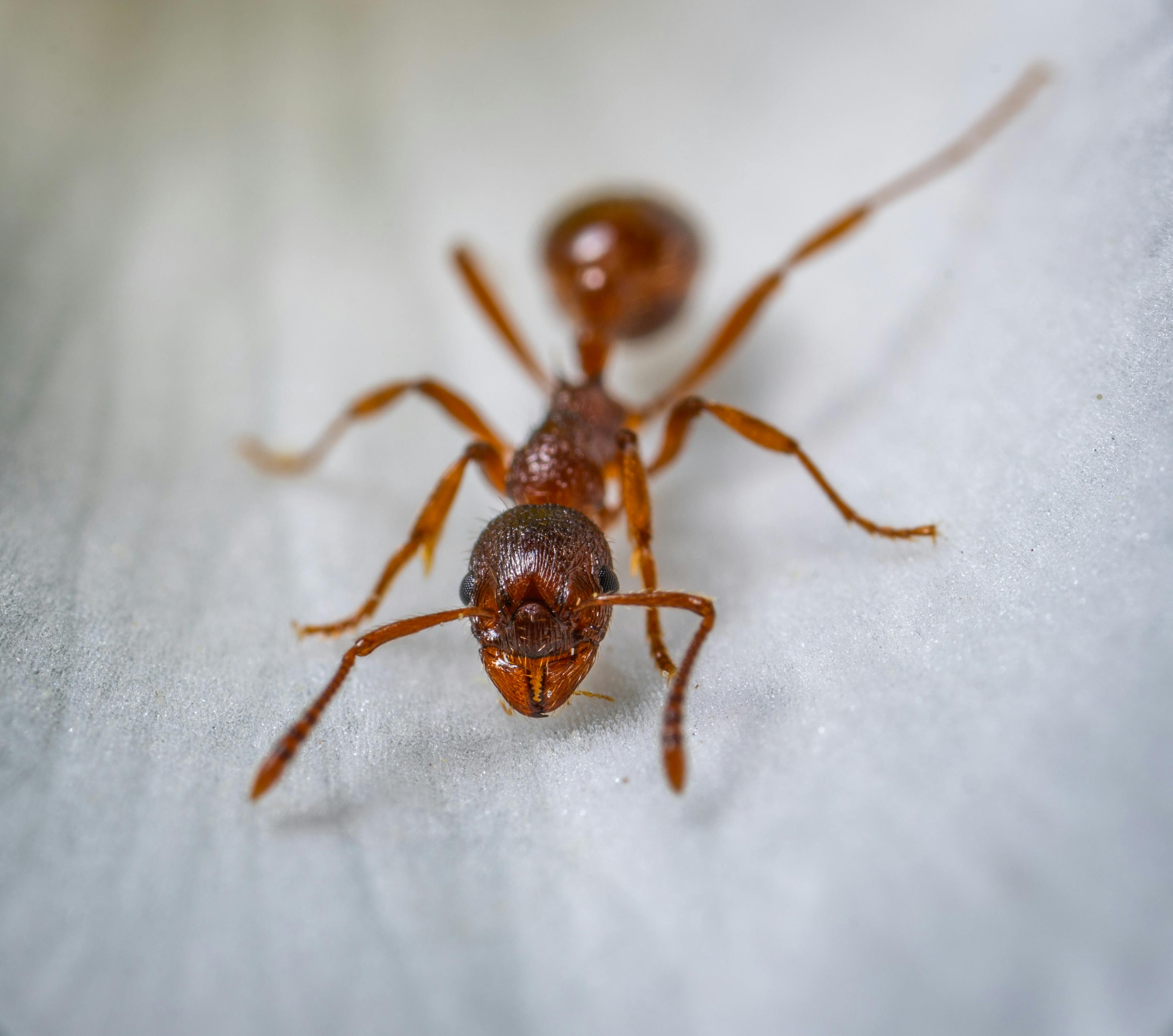 Large Ant - Stock Image - C002/2184 - Science Photo Library
