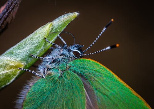 Macro Photo of Green Moth on Leaf Plant