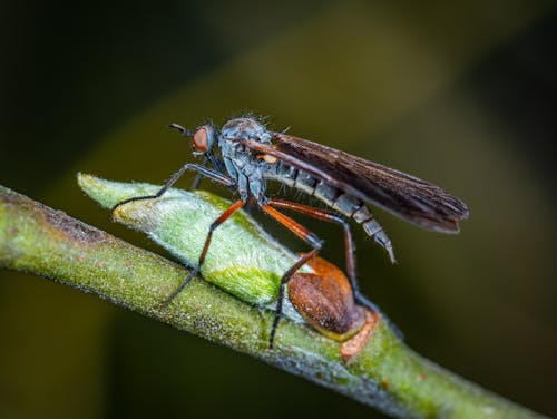 Free Selective Focus Photography of Robber Fly Perched on Green Sprout Stock Photo