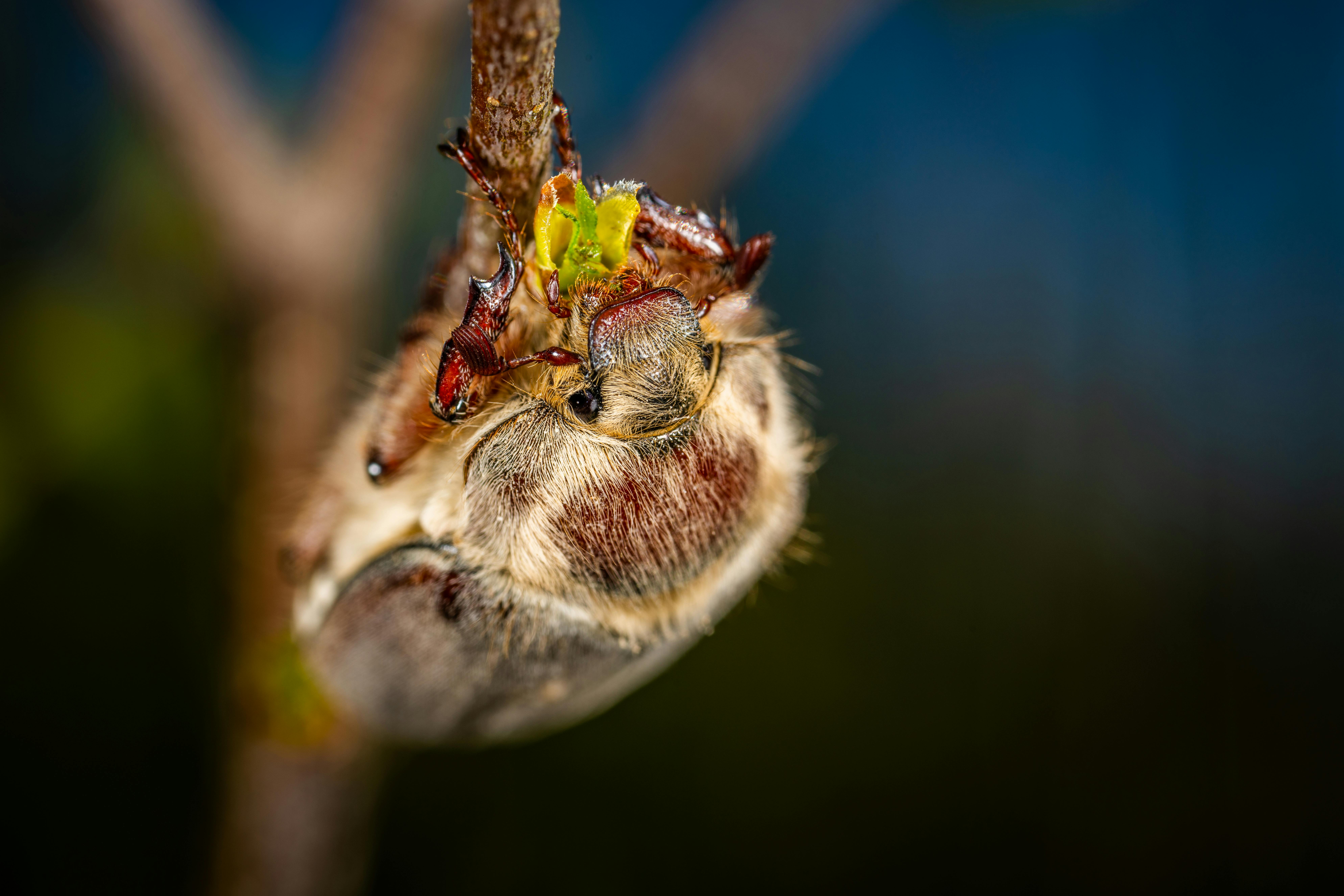 特写宏观图像中，一只甲虫紧贴在萌芽的树枝上