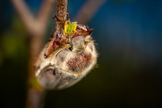 特写宏观图像中，一只甲虫紧贴在萌芽的树枝上