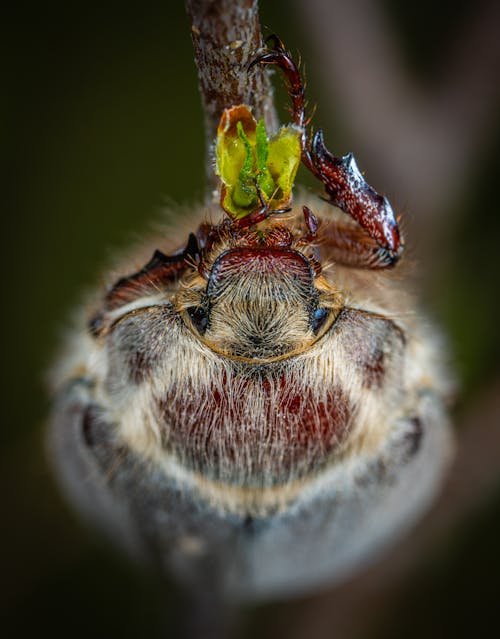 Gray Beetle Macro Photography