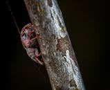 象鼻虫攀爬树枝的特写，展现了复杂的纹理与色彩