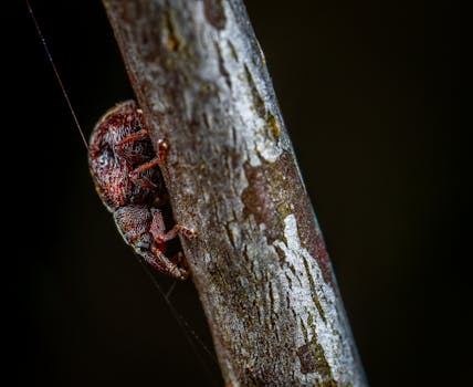 象鼻虫攀爬树枝的特写，展现了复杂的纹理与色彩