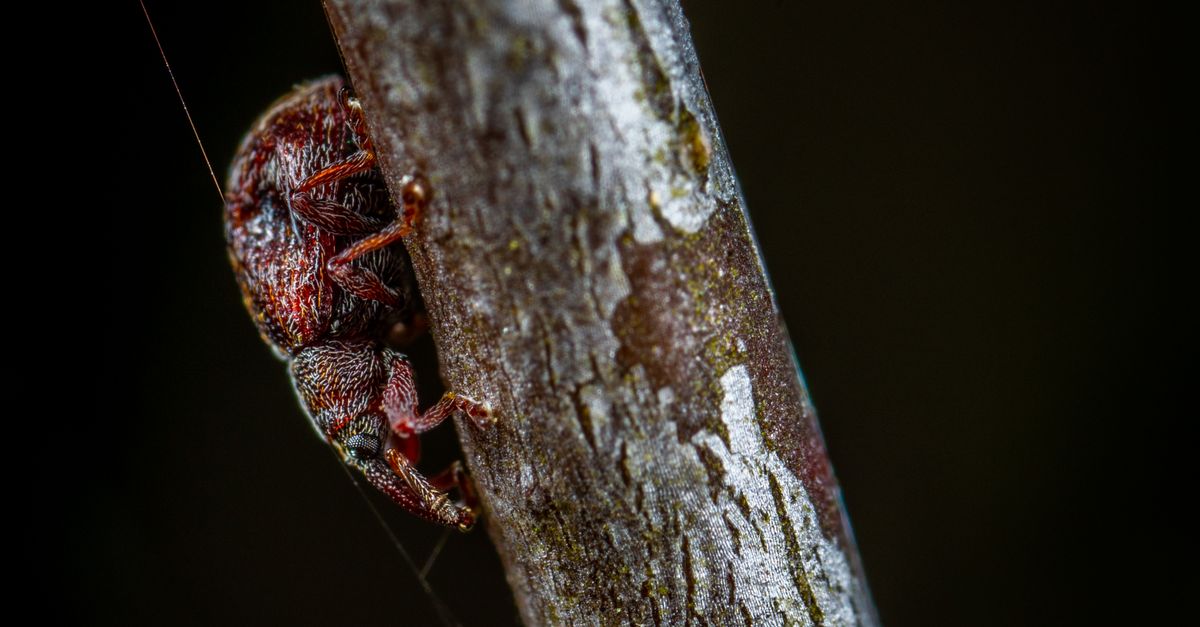 Red Tree Hopper Macro Photo of Red Tree Hopper on Brown Wooden Stem · Free Stock Photo
