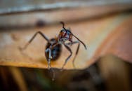 一张蚂蚁在户外干燥叶子上可见触角的宏观照片