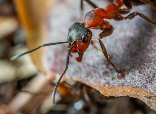 Ücretsiz Kırmızı Ve Kahverengi Ordu Karıncasının Makro Fotoğrafı Stok Fotoğraflar