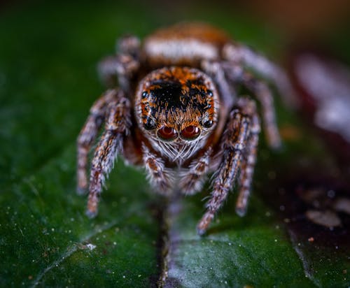 Ücretsiz Yeşil Yaprak üzerinde Kahverengi Zıplayan örümcek Makro Fotoğraf Stok Fotoğraflar