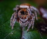 蜘蛛在叶子上跳跃的特写宏观图像，展示了复杂的细节和纹理