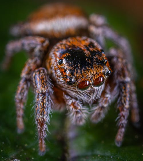 Macro Photo of Brown Jumping Spider on Green Leaf