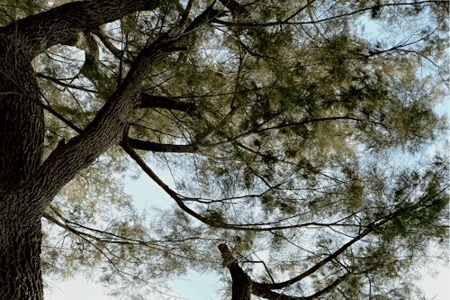 Бесплатное стоковое фото с дерево фараш, дерево фарван, дерево хагал в пакистане