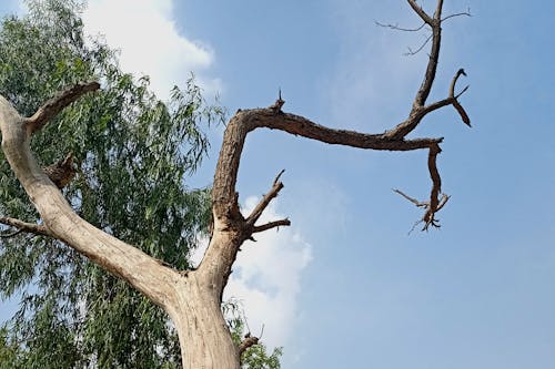 Бесплатное стоковое фото с сушеное дерево хагала, хагал, хагал дерево