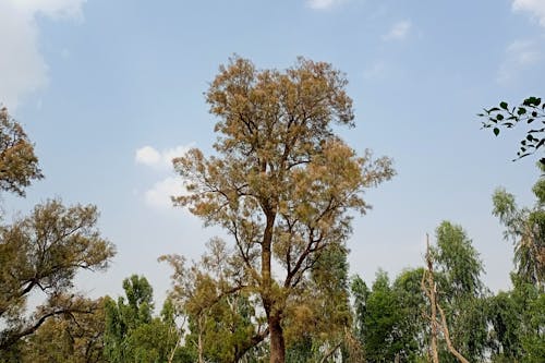 فراش کا درخت, کھگل, کھگل کا درخت의 무료 스톡 사진
