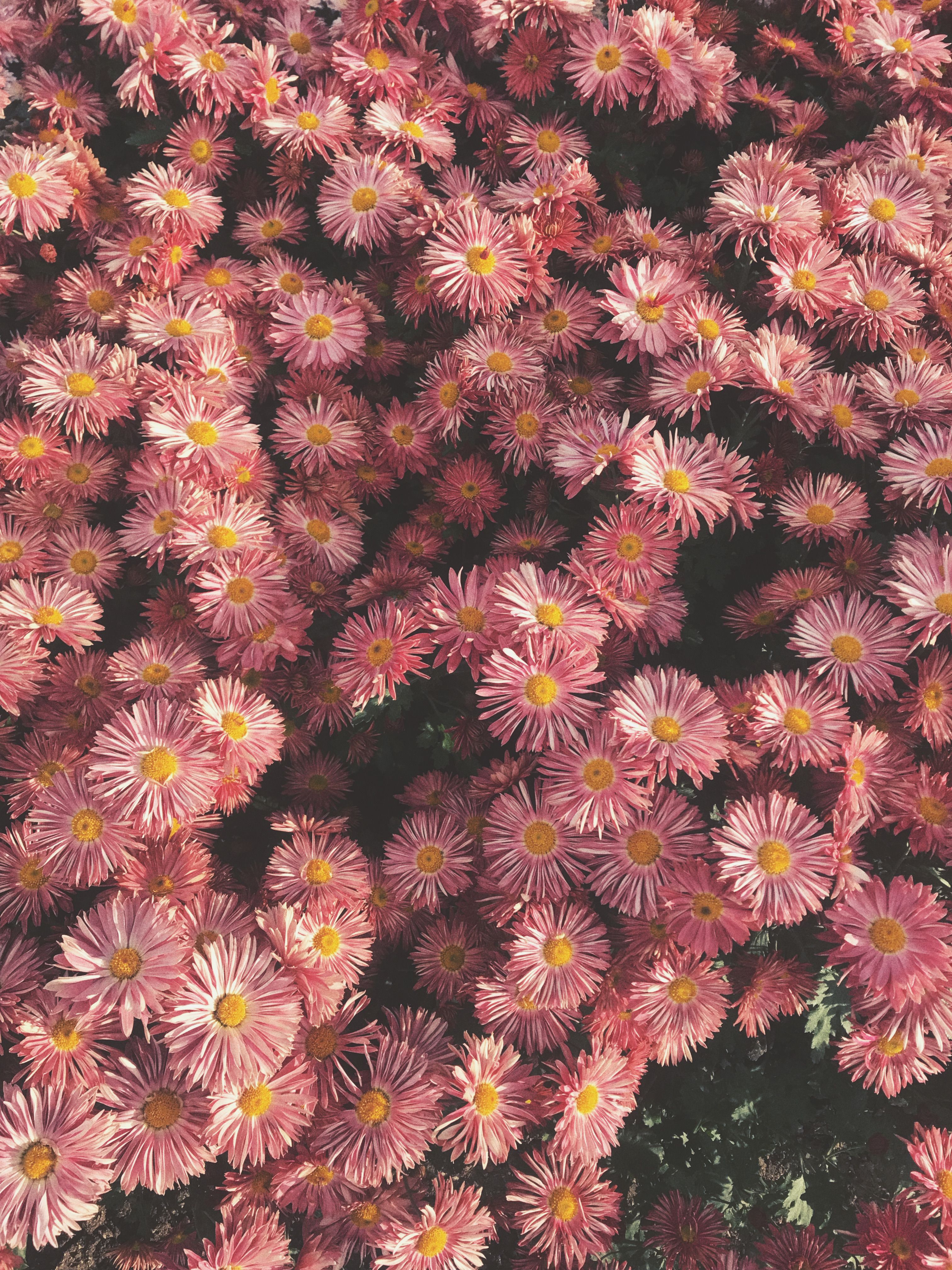 A stunning display of blooming pink chrysanthemums providing a vibrant floral scene.