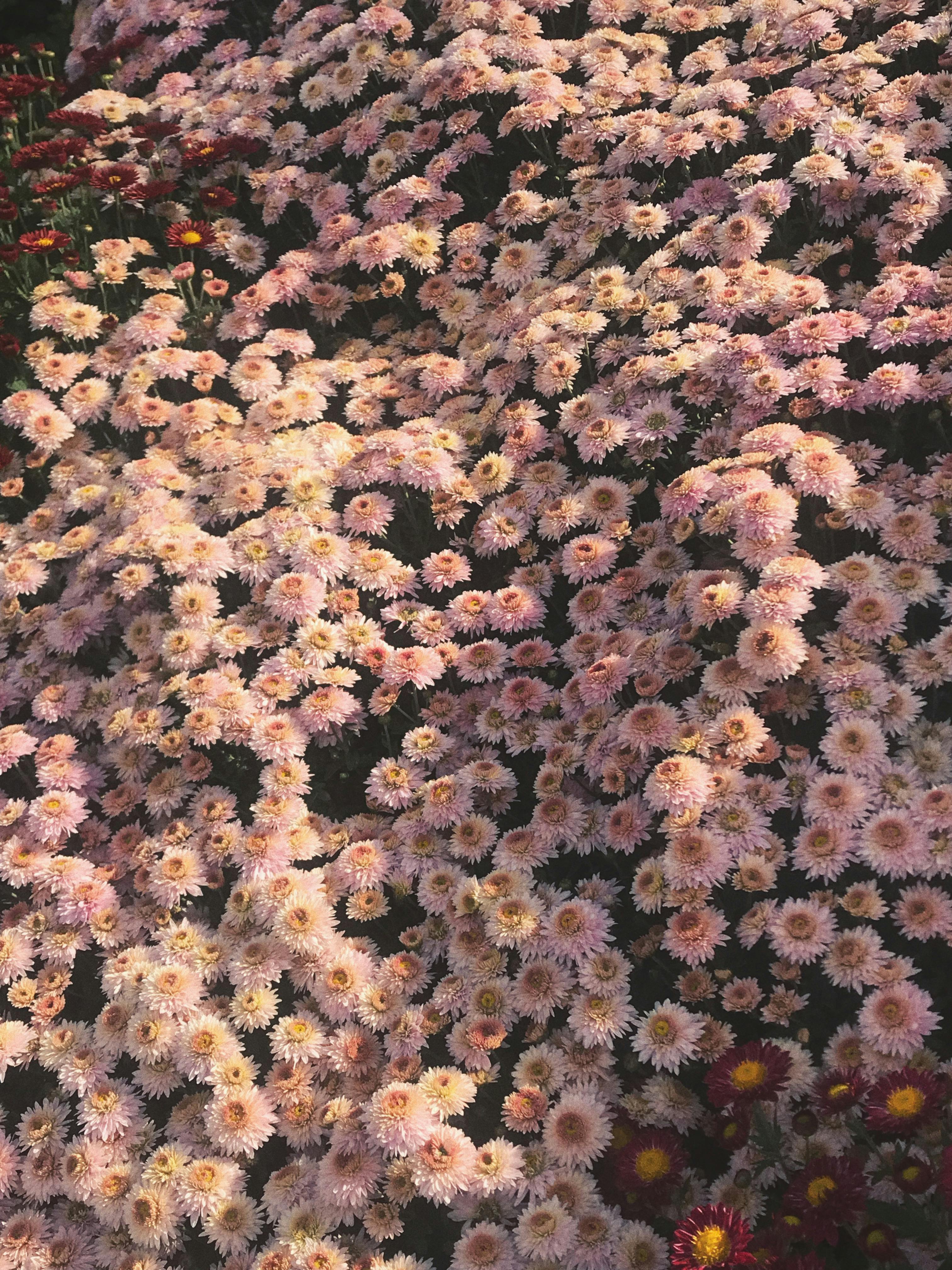 Hardy Chrysanthemums Photos, Download The BEST Free Hardy