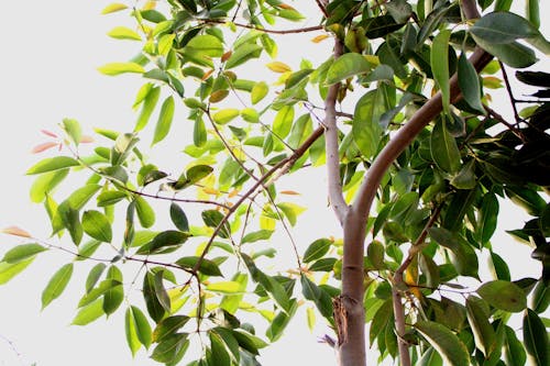 جامن کا درخت, 자만 카 다락트, 잠불 공장의 무료 스톡 사진