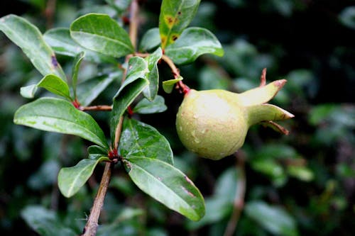 석류, 석류 나무, 석류 식물의 무료 스톡 사진