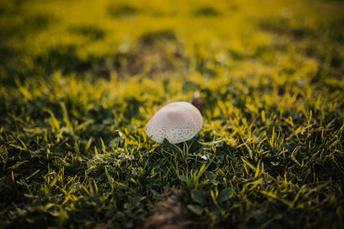 White Mushroom on Grass Field 