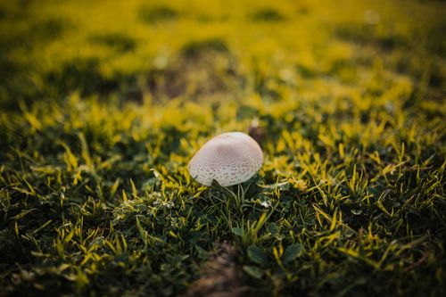 Free A single mushroom growing in a lush green grass field, captured in a close-up outdoors. Stock Photo