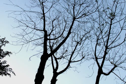 بکائن, بکائن پتے جھڑنے کے بعد, بکائن کا خشک درخت의 무료 스톡 사진