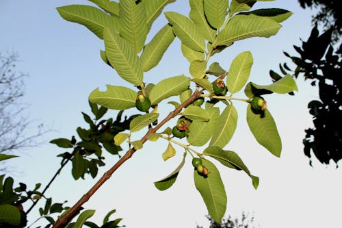 palnt에 녹색 구아바, امرود کا پھل, امرود کا درخت의 무료 스톡 사진