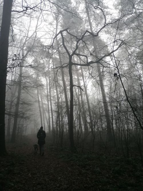 Free Silhouette of a person and dog walking in a misty forest in Germany Stock Photo